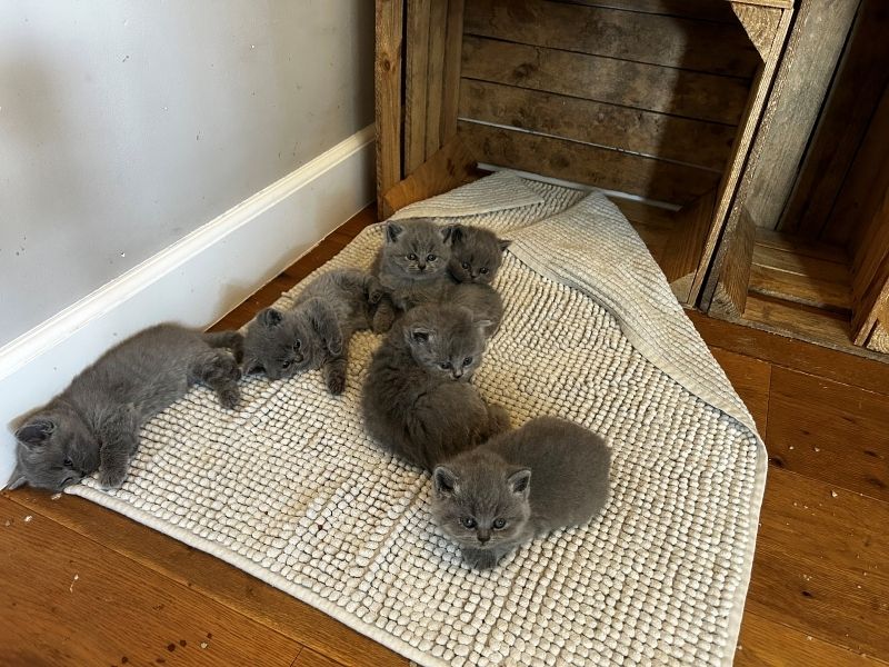 Kitten ab 12. Woche abzugeben in wundervolle Hände