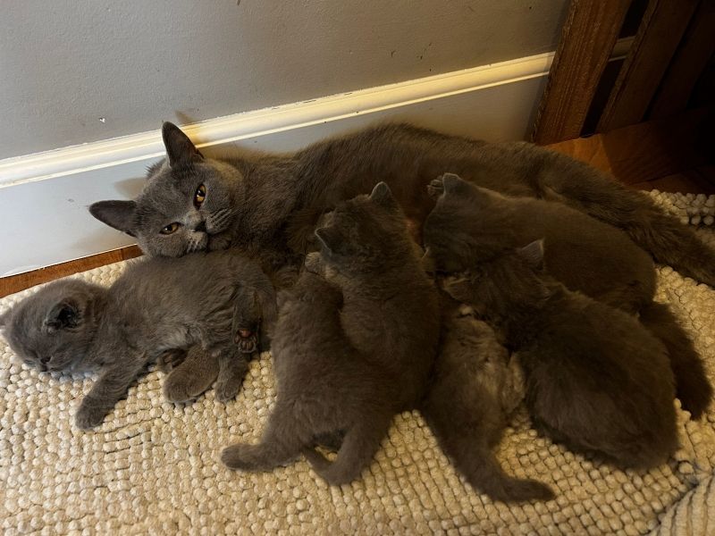 Kitten ab 12. Woche abzugeben in wundervolle Hände