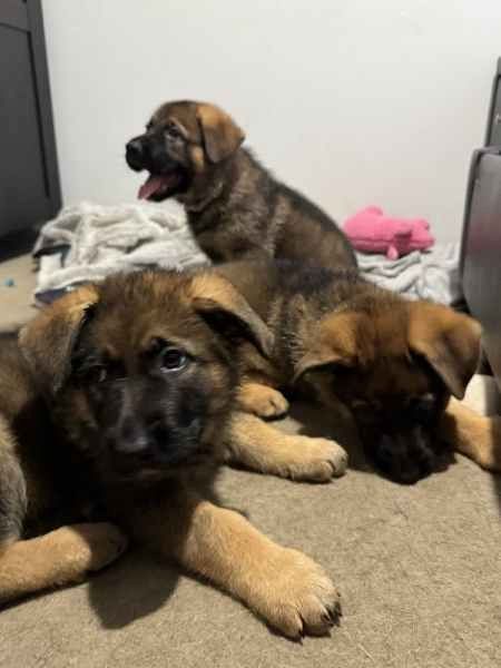 Welpen Deutscher Schäferhund