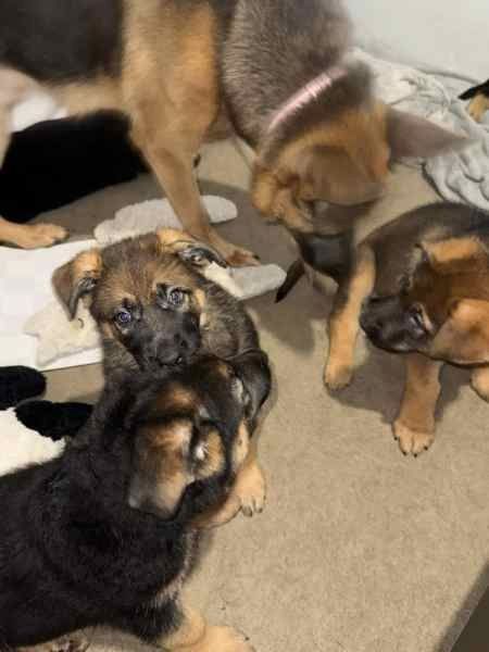 Welpen Deutscher Schäferhund