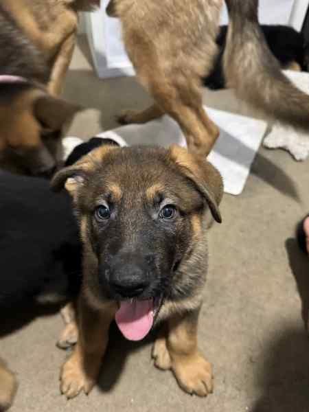 Welpen Deutscher Schäferhund