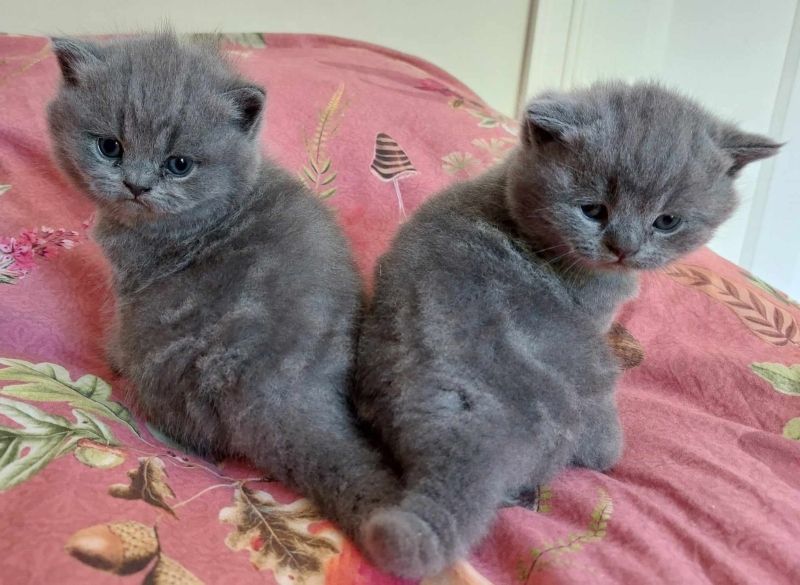 reinrassige Bkh-Kitten