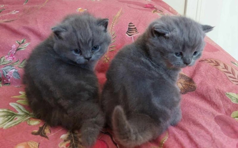 reinrassige Bkh-Kitten