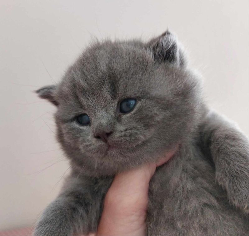 reinrassige Bkh-Kitten