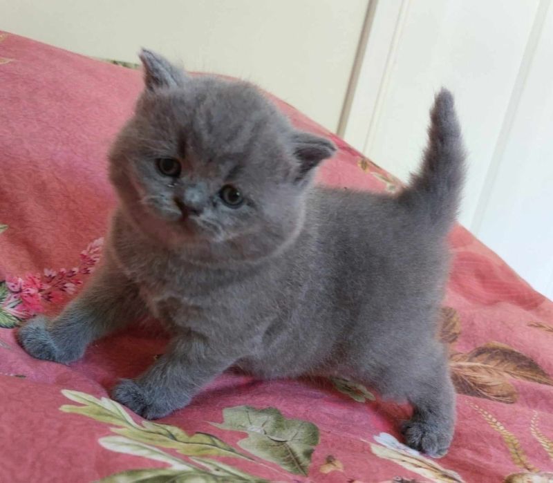 reinrassige Bkh-Kitten