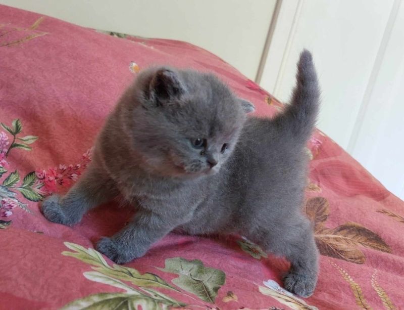 reinrassige Bkh-Kitten