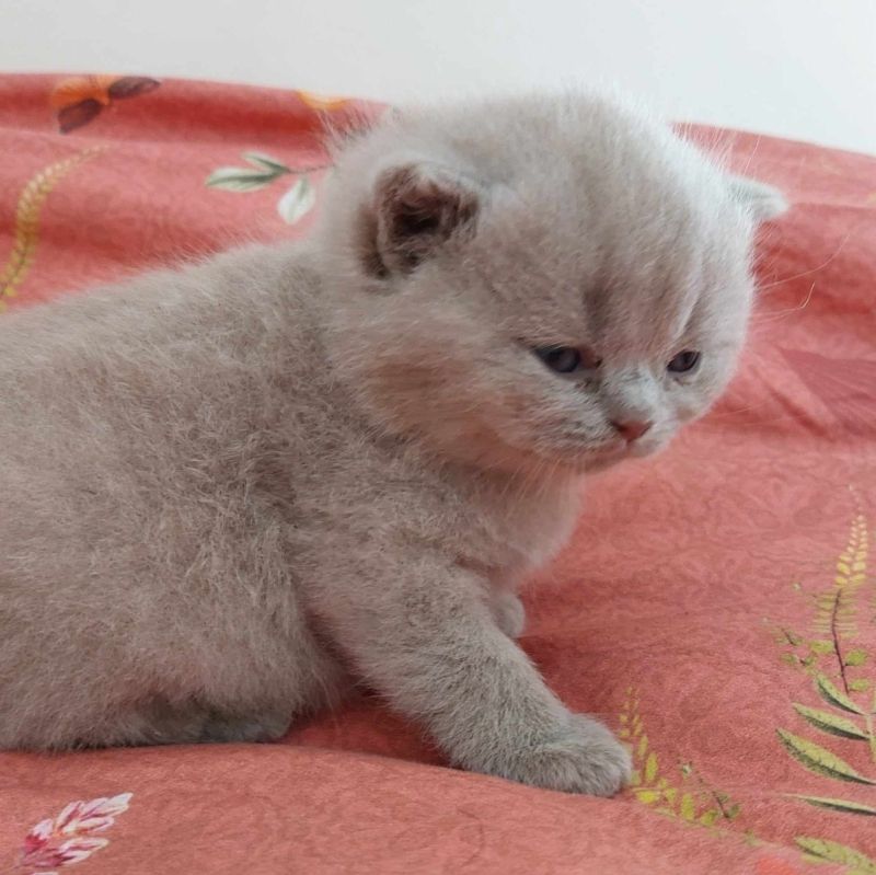 reinrassige Bkh-Kitten