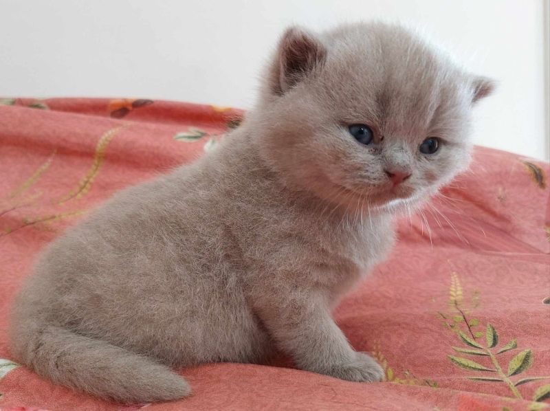 reinrassige Bkh-Kitten