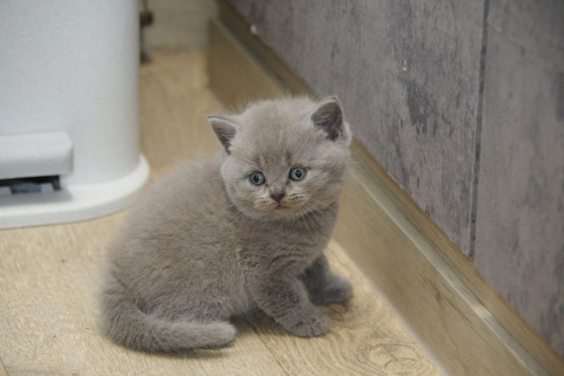 Wunderschöne Bkh Babykatze Britischer Katze