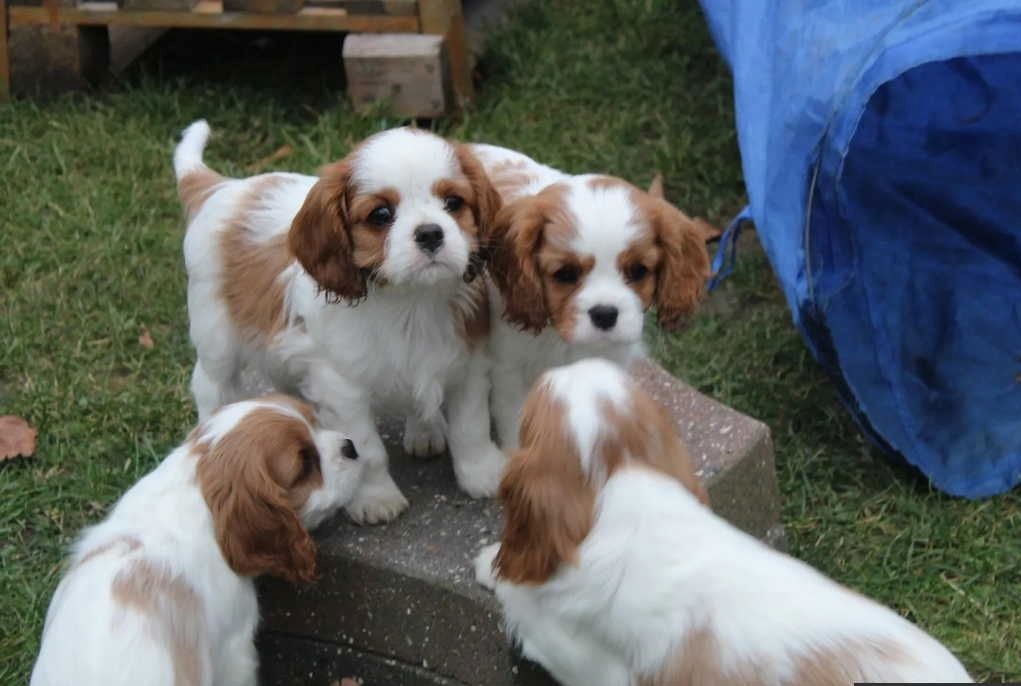 Cavalier King Charles Spaniel Welpen.