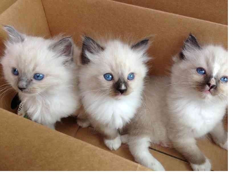 Ragdoll-Kätzchen !!