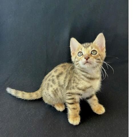 Reinrassige Bengal Kitten .