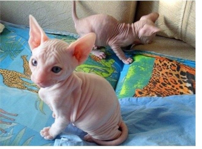 Sphynx-Kätzchen zu verkaufen,