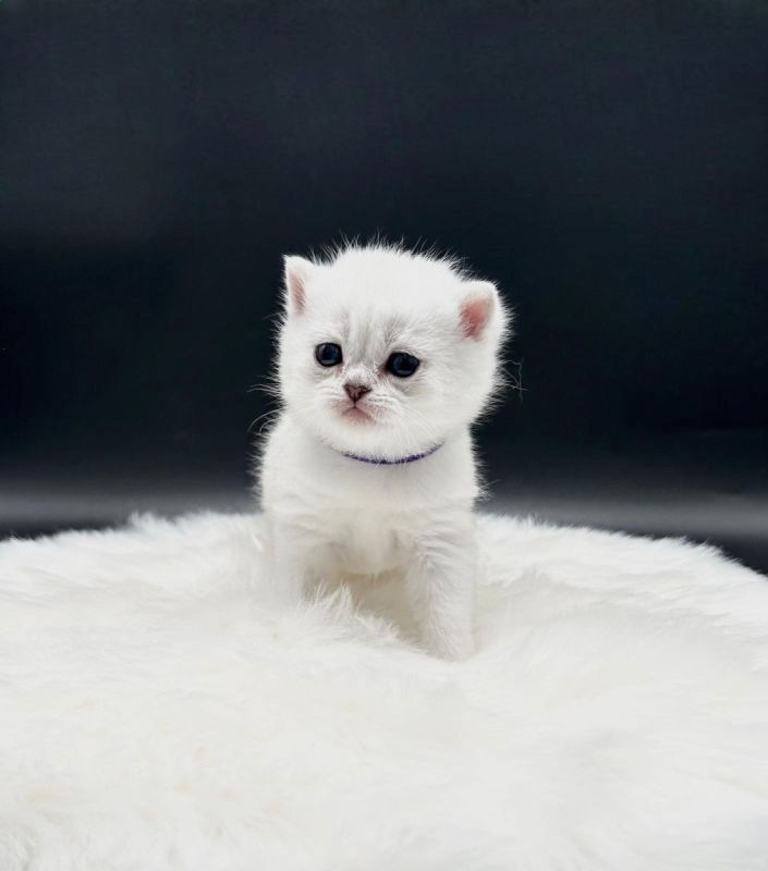 Reinrassige BKH Kätzchen