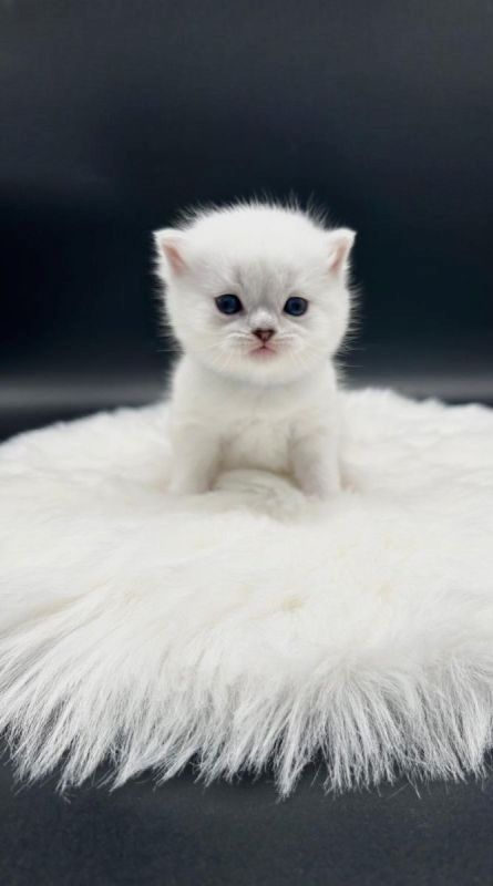 Reinrassige BKH Kätzchen