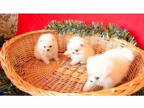 MINI POMERANIAN ZWERGSPITZ 