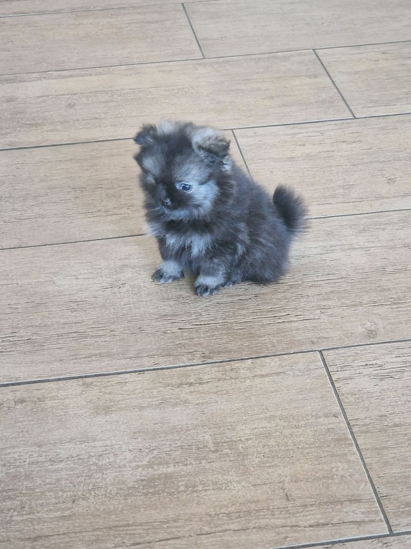 Kleinspitz/Zwergspitz 