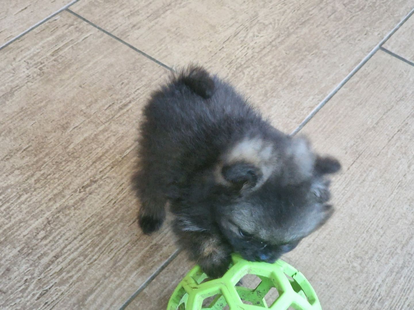 Kleinspitz/Zwergspitz 