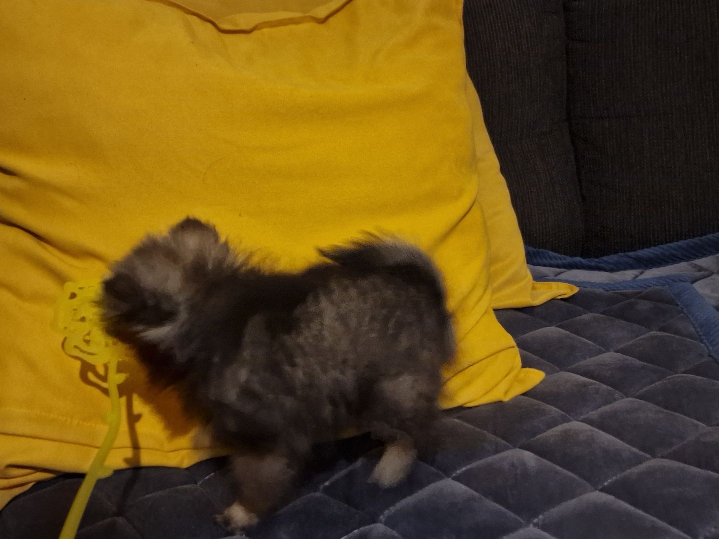 Kleinspitz/Zwergspitz 