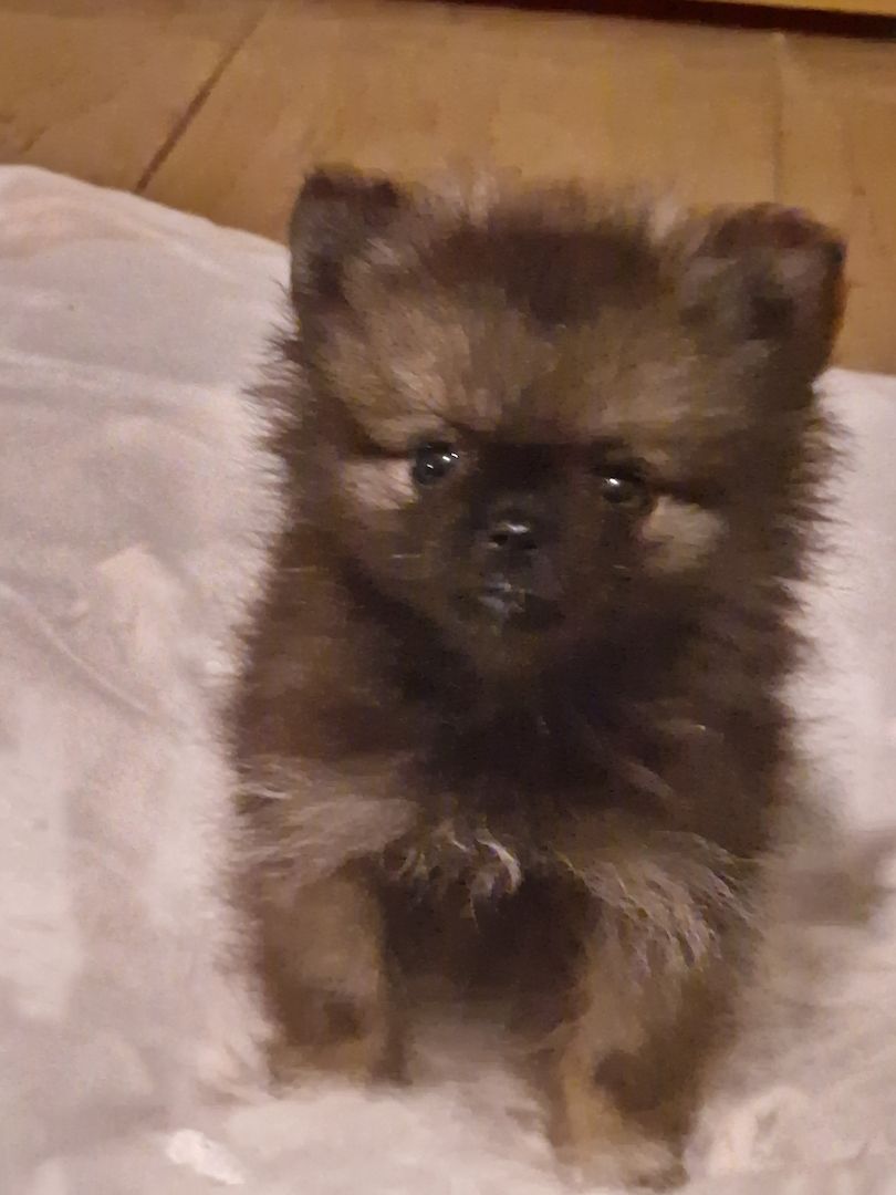 Kleinspitz/Zwergspitz 