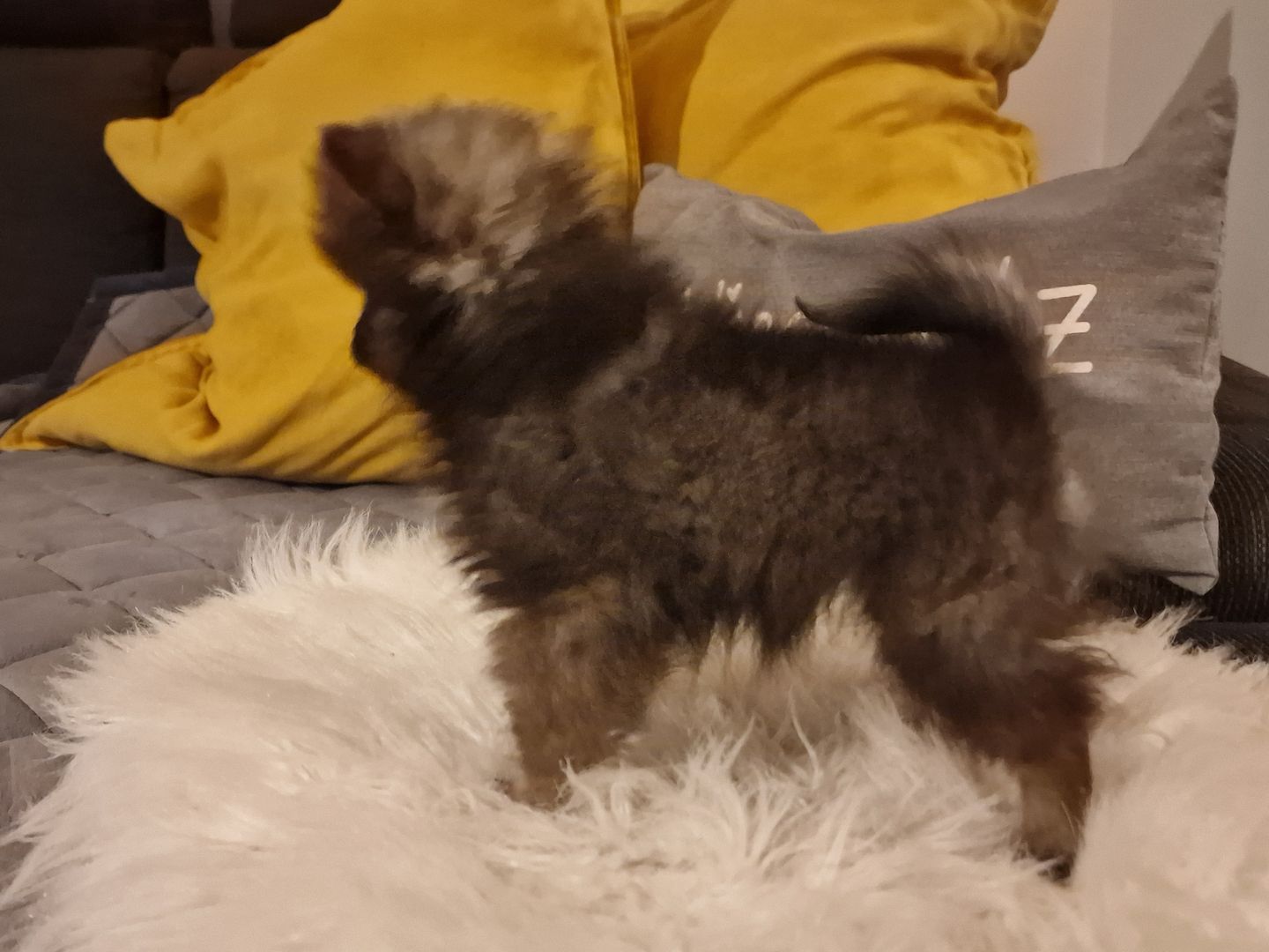 Kleinspitz/Zwergspitz 