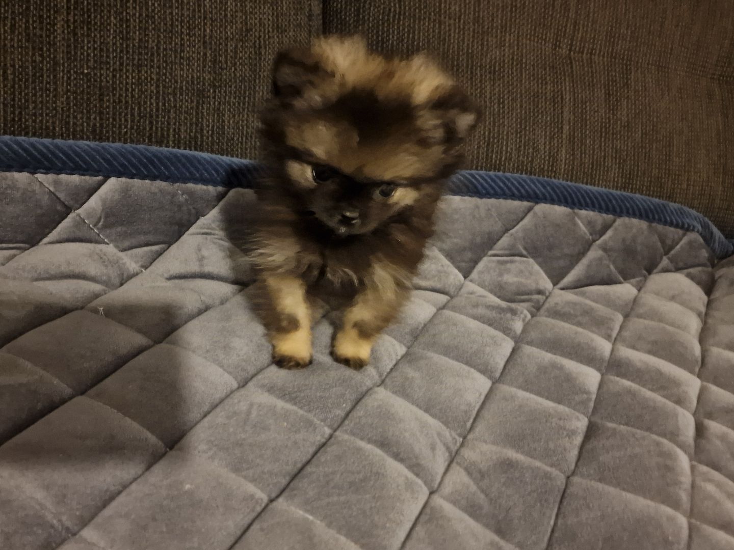 Kleinspitz/Zwergspitz 