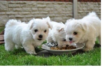 Malteser Welpen 