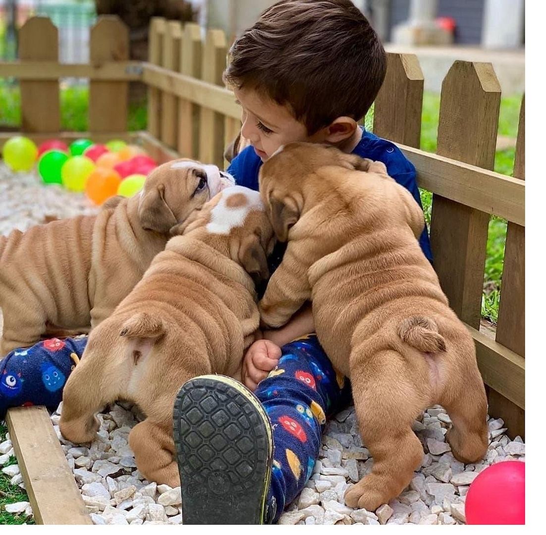 Englisch Bulldogge Welpen 