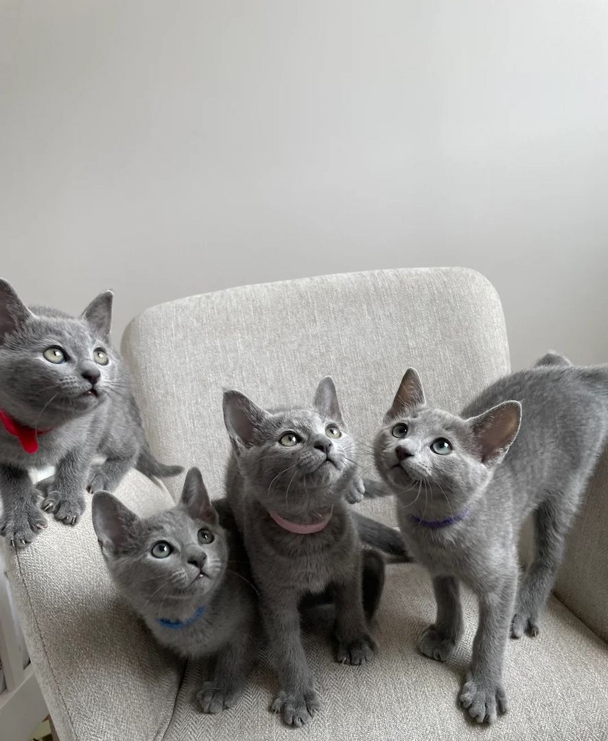 Entzückende russische blaue Kätzchen zum Verkauf