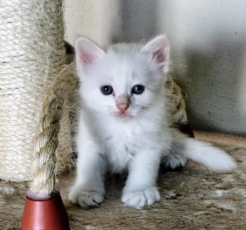 Nette und entzückende Birman Kätzchen zum Verkauf