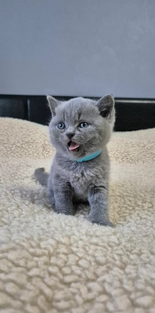 Britische Shorthair -Kätzchen zum Verkauf