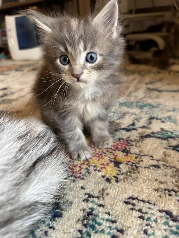 12 Wochen alte Maine Coon Kätzchen zum Verkauf