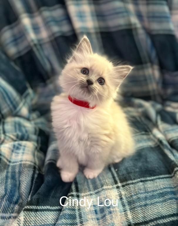 Ragdoll Kätzchen zum Verkauf