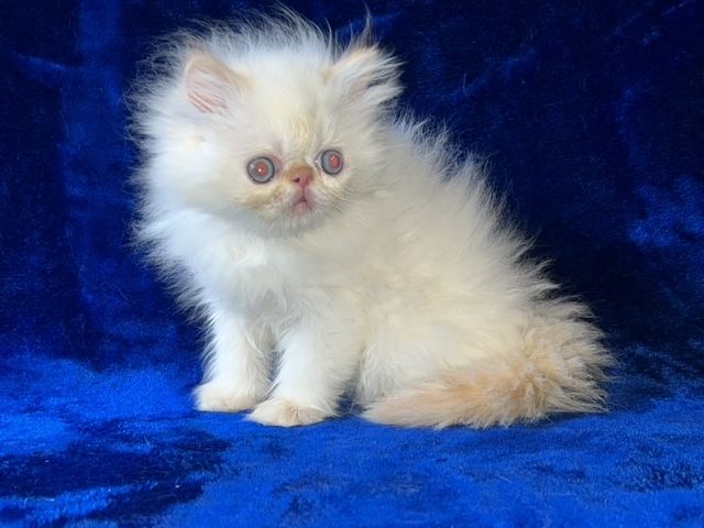 Persische Kätzchen zum Verkauf