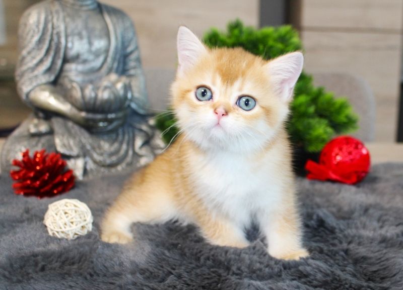 BKH Kitten verschiedene Farben Britisch Kurzhaar Kitten Babies Stammbaum Britisch Langhaar BLH