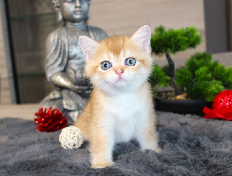 BKH Kitten verschiedene Farben Britisch Kurzhaar Kitten Babies Stammbaum Britisch Langhaar BLH