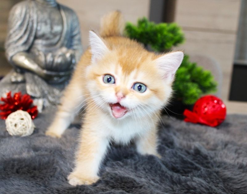 BKH Kitten verschiedene Farben Britisch Kurzhaar Kitten Babies Stammbaum Britisch Langhaar BLH