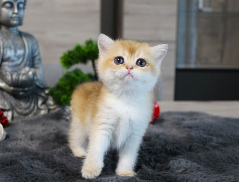 BKH Kitten verschiedene Farben Britisch Kurzhaar Kitten Babies Stammbaum Britisch Langhaar BLH