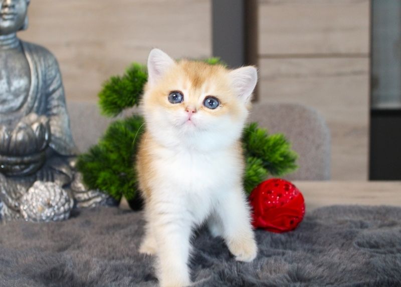 BKH Kitten verschiedene Farben Britisch Kurzhaar Kitten Babies Stammbaum Britisch Langhaar BLH