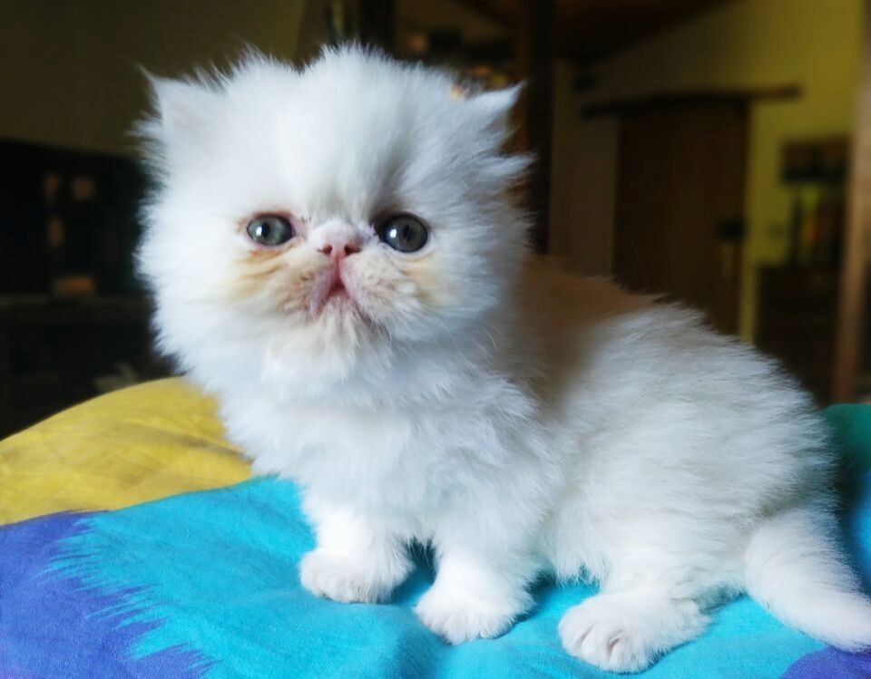 Perserkätzchen zu verkaufen.