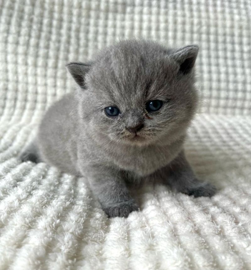 Wunderschöne Britisch Kurzhaar Babykatzen abzugeben