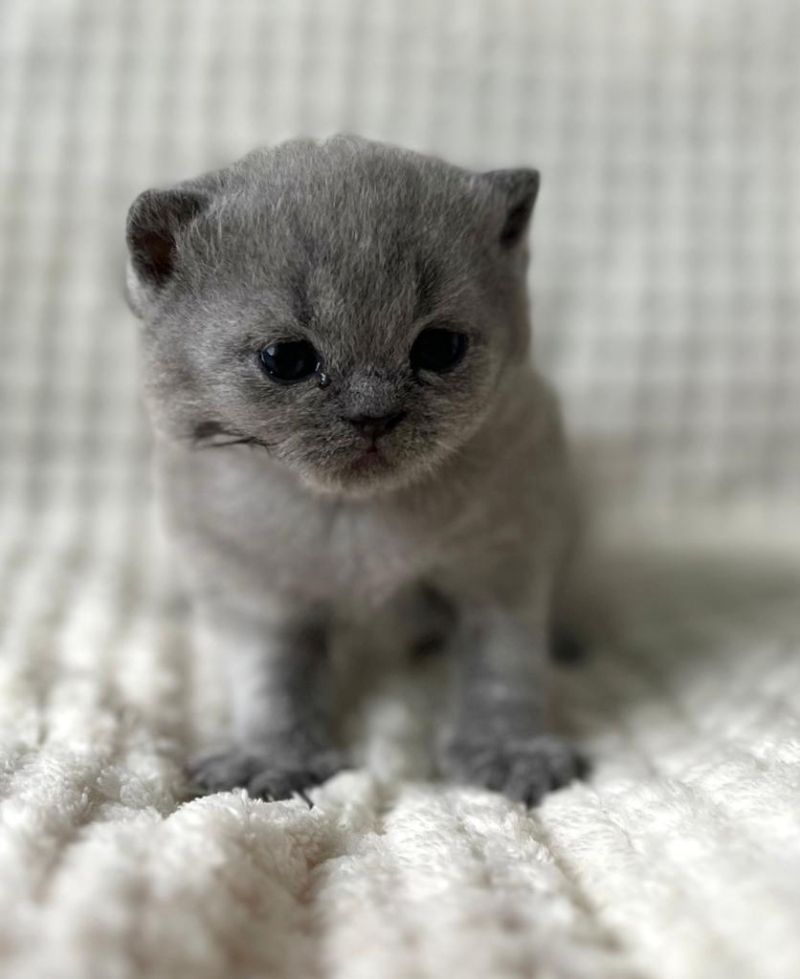 Wunderschöne Britisch Kurzhaar Babykatzen abzugeben