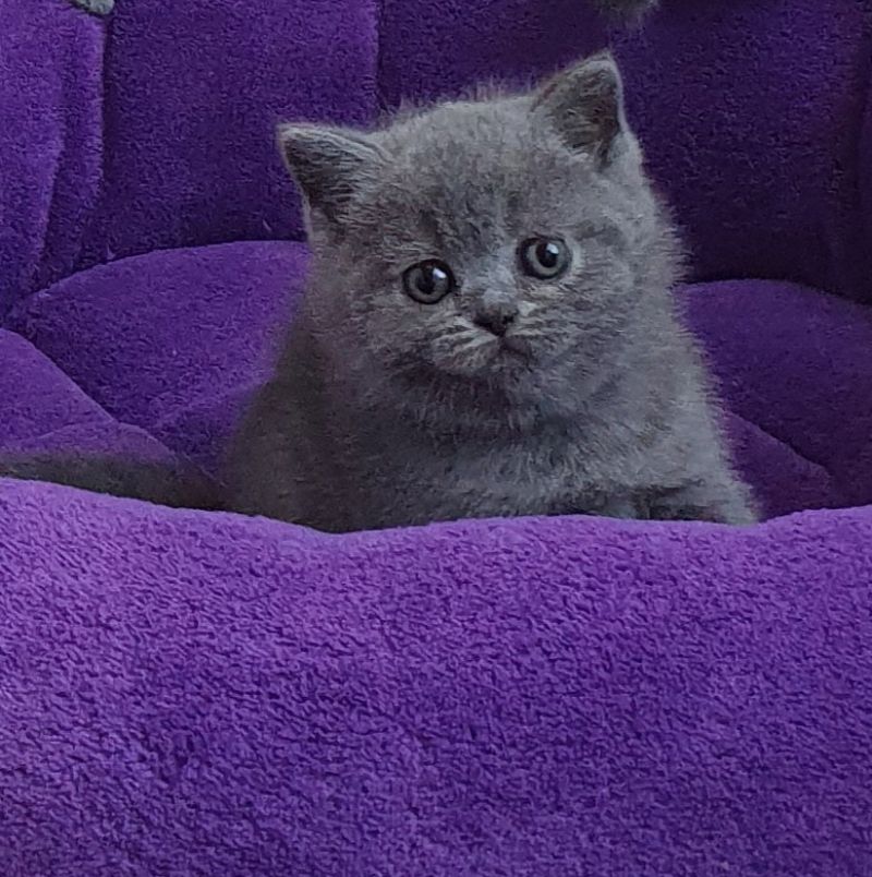 Ein BLH Männchen sucht sofort ein neues Zuhause .