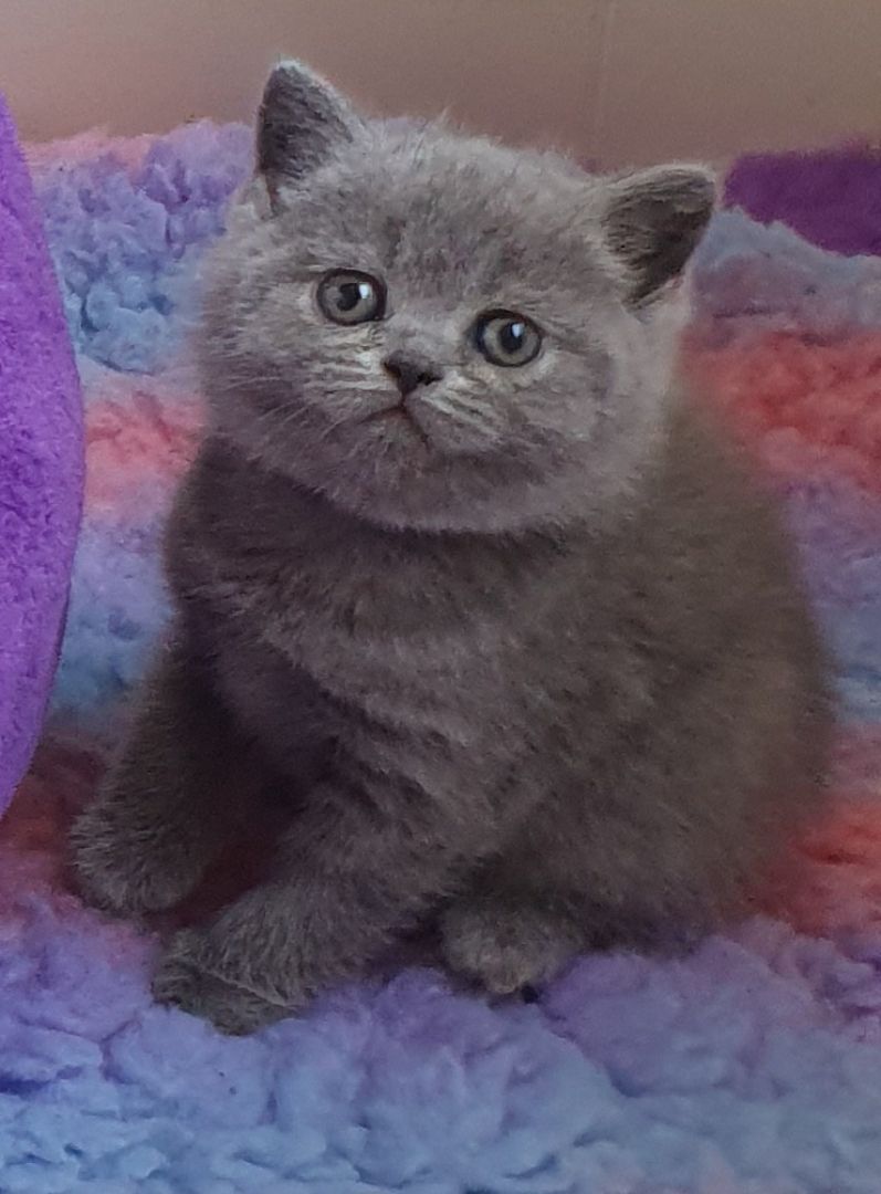 Ein BLH Männchen sucht sofort ein neues Zuhause .