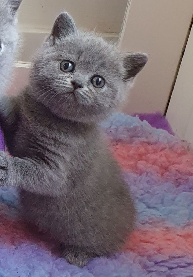 Ein BLH Männchen sucht sofort ein neues Zuhause .