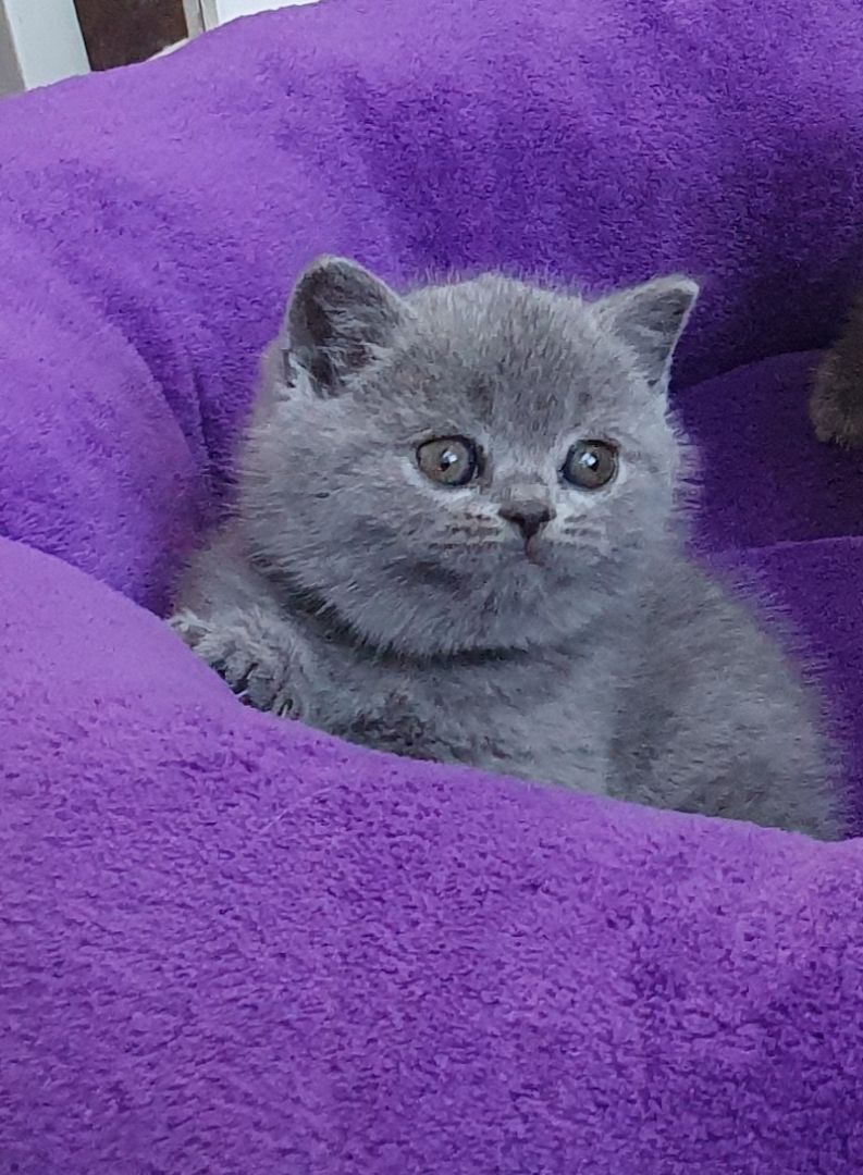 Ein BLH Männchen sucht sofort ein neues Zuhause .