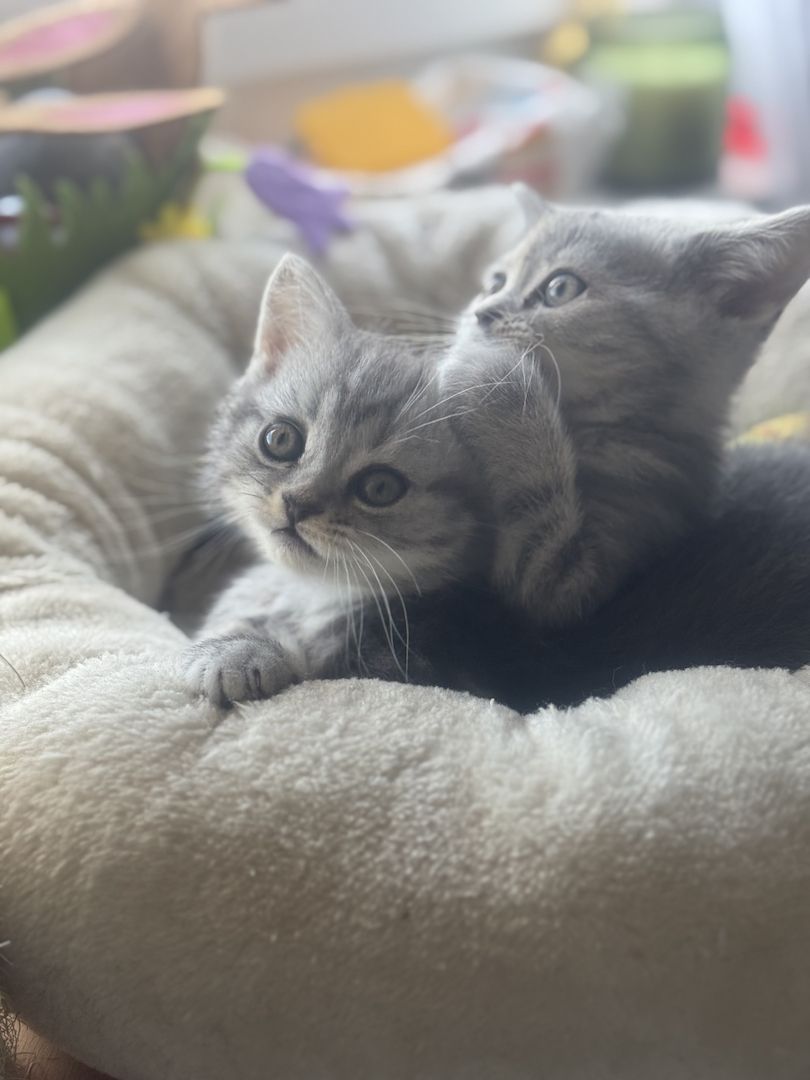 Zuckersüße BKH Kitte tabby Muster ( geimpft, entwurmt)