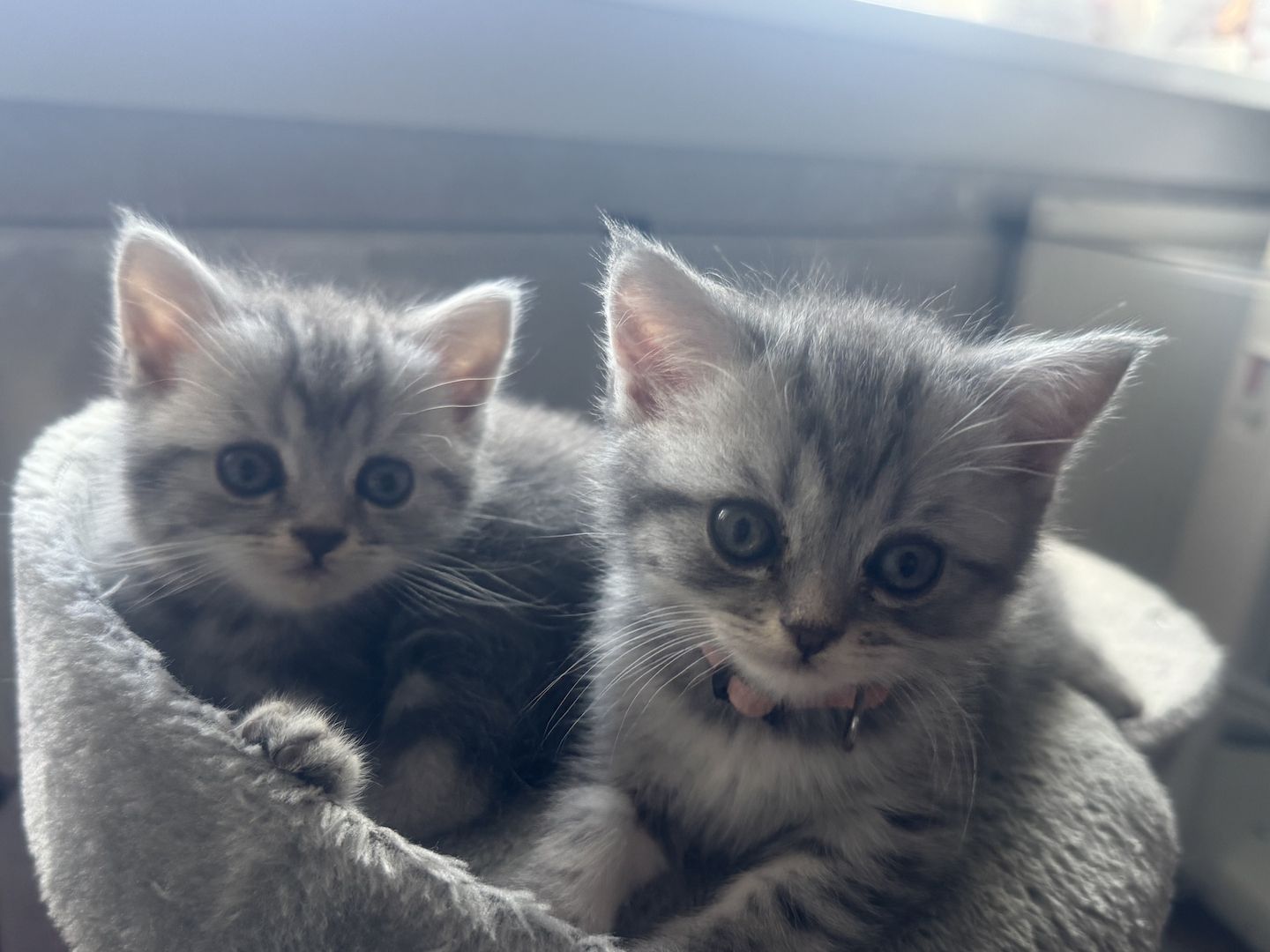 Zuckersüße BKH Kitte tabby Muster ( geimpft, entwurmt)