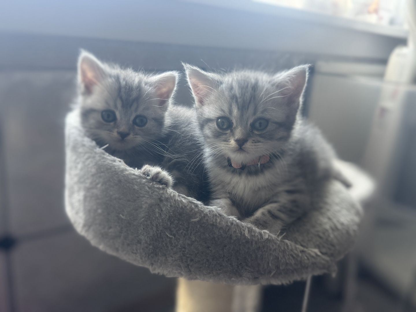 Zuckersüße BKH Kitte tabby Muster ( geimpft, entwurmt)