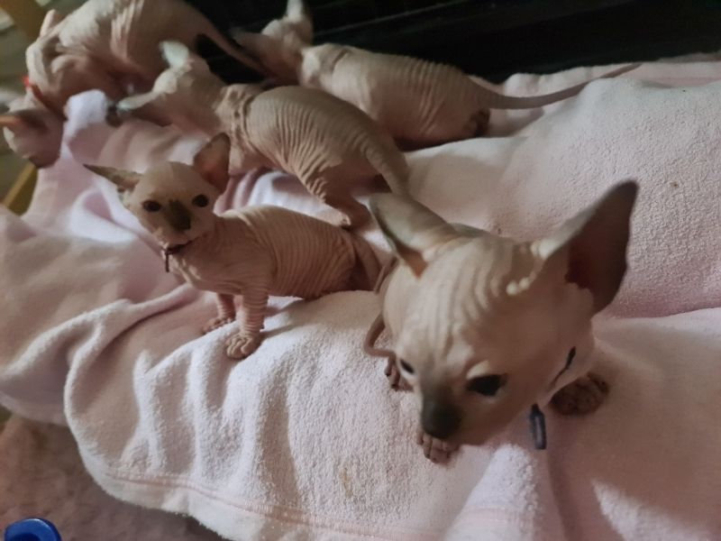 Kanadische Sphynx Elf Kitten mit Tasthaaren